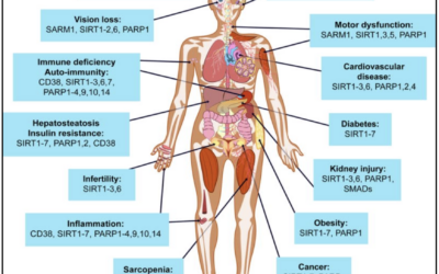 Unlocking the Power of NAD+: A Deep Dive into Cellular Health and Longevity